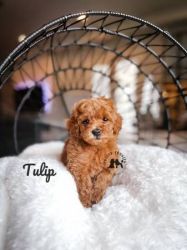 AKC Toy and Miniature Poodles