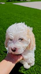 Miniature poodle Melwhite