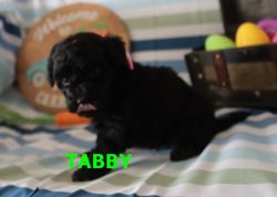 Tabby Miniature Poodle