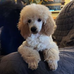 Showcase Poodles Has Puppies Available!
