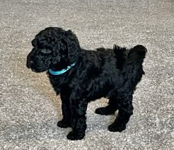 Black miniature poodles