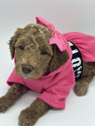 Mini poodle girl