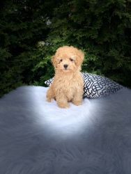 Minature poodle puppy for sale