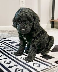 Black miniature poodles