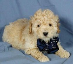 Charming Miniature Poodle puppies.