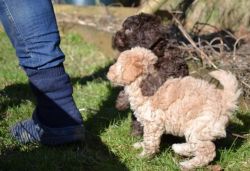 Pure Bred Miniature Poodle Pups