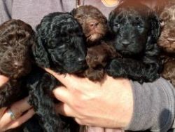 5 Fully Health Tested Miniature Poodle Puppies.