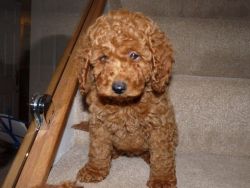 Stunning Red Miniature Poodle Puppies Pra Clear