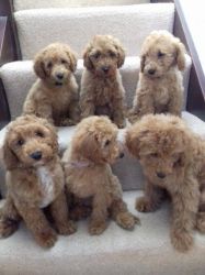 Beautiful Kcreg Miniature Poodles