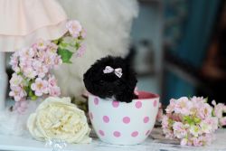 Super cute teacup Poodles