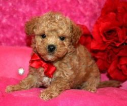 Adorable outstanding poodle puppies