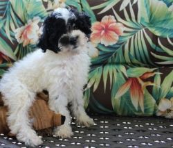 healthy miniature poodle puppies for sale