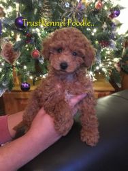 Miniture Poodle Pups For Sale Trust Kennel