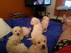 Miniature Poodle Puppies ready