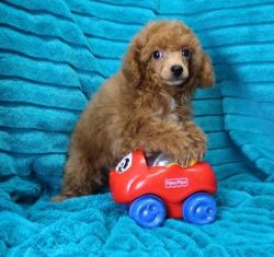 Miniature Poodle Puppies ready