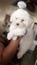 Miniature poodle puppies I have 2 males 9 weeks old