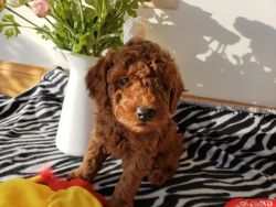 Miniature Poodle AKC registerable pure red coated puppie