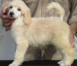Well Raised Miniature and Standard Poodles Puppies