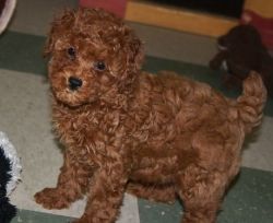 Beautiful AKC red poodle available.