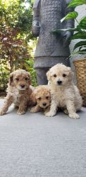 Mini poodles for sale