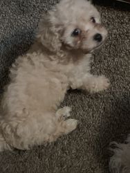 Miniature poodle female beautiful pick of the littler pure bread