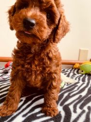 RED Miniature Poodle Randy