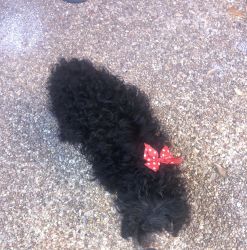 Poodle for sale