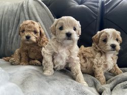 Toy poodles
