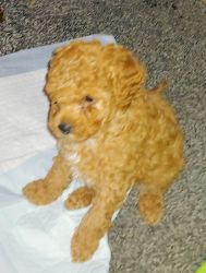 pure bred mini toy poodle 20th of july he will be 8 weeks old