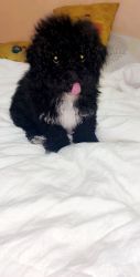 French poodle mini toy mix