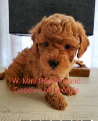 Male Mini Poodle Puppy