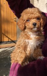 Adorable Red toy Poodle