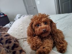 Toy Poodle for sale. Male. AKC Registered.