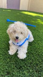 Very Cute Toy/Mini Poodle