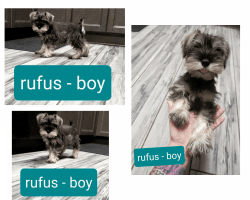 APRI - Miniature Schnauzer Puppies - Toy Sized