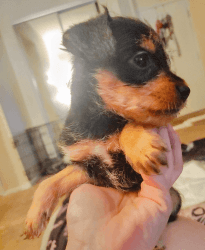 6 Darling Miniature Schnauzer/Golden Chi Puppies for Sale