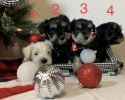 Miniature Schnauzers puppies for sale