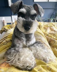 Miniature Schnauzer Dogs and Puppies for sale