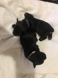 Miniature Schnauzer Puppies-CKC Female