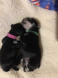 Miniature Schnauzer Puppies -CKC