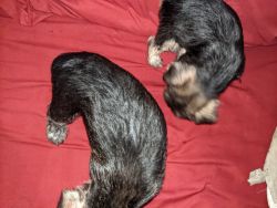 A Registered and Pedigreed Miniature Schnauzers
