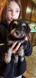 Akc Miniature Schnauzer puppies born 12 2 21