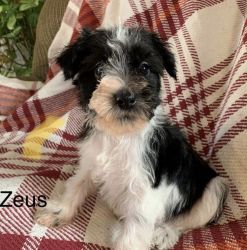 Zeus for sale