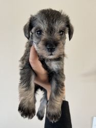 Miniature Schnauzers puppies for sale!!