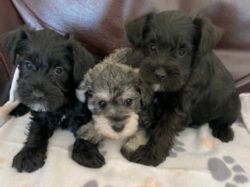 Miniature schnauzer puppies has arrived