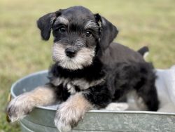 8 weeks old Miniature Schnauzer puppies almost ready for new homes
