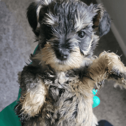 Miniature schnauzers puppies available