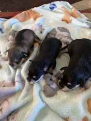 AKC home raised Mini schnauzer puppies