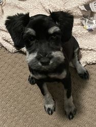 7 month old spayed mini Schnauzer for sale