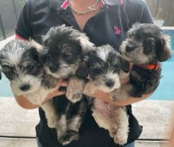 Miniature Schnauzer Puppies!!